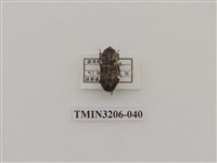 藏品(鏽鍬形蟲)的圖片